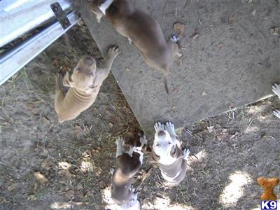 American Pit Bull Puppies in FL